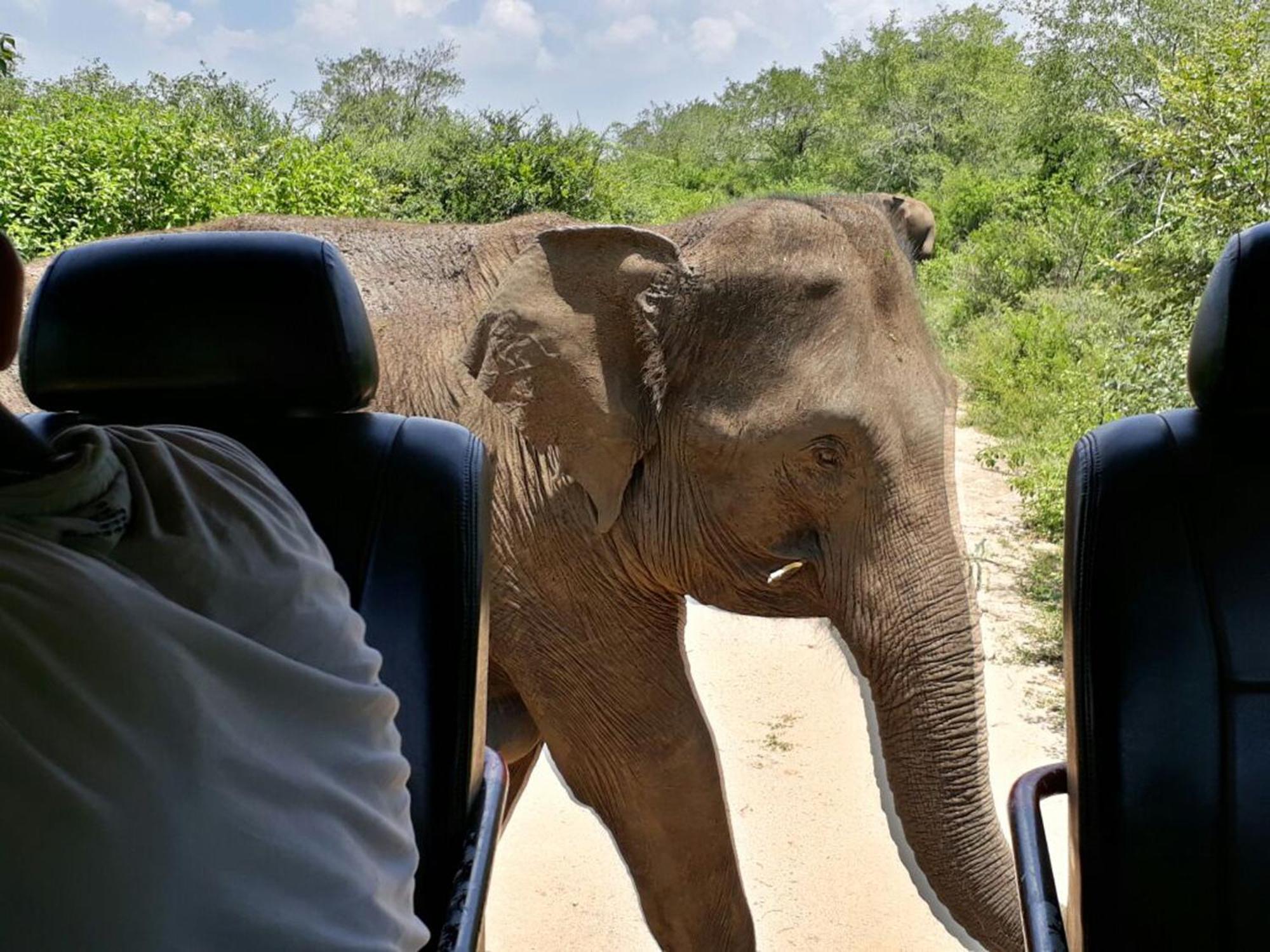 Big Game Udawalawe - By Eco Team Hotel Екстериор снимка