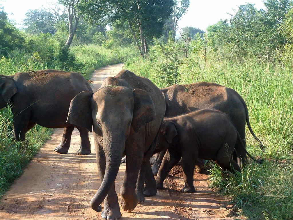 Big Game Udawalawe - By Eco Team Hotel Екстериор снимка