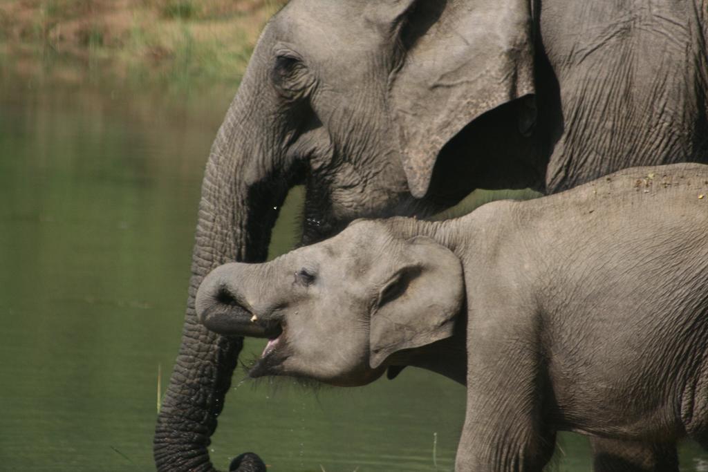 Big Game Udawalawe - By Eco Team Hotel Екстериор снимка