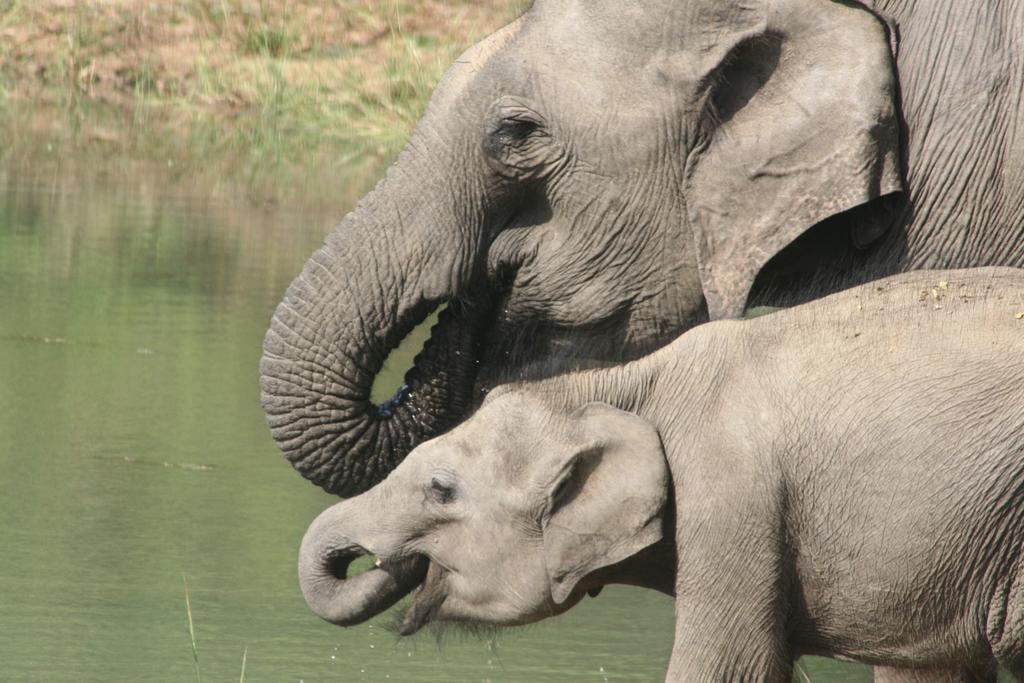 Big Game Udawalawe - By Eco Team Hotel Екстериор снимка