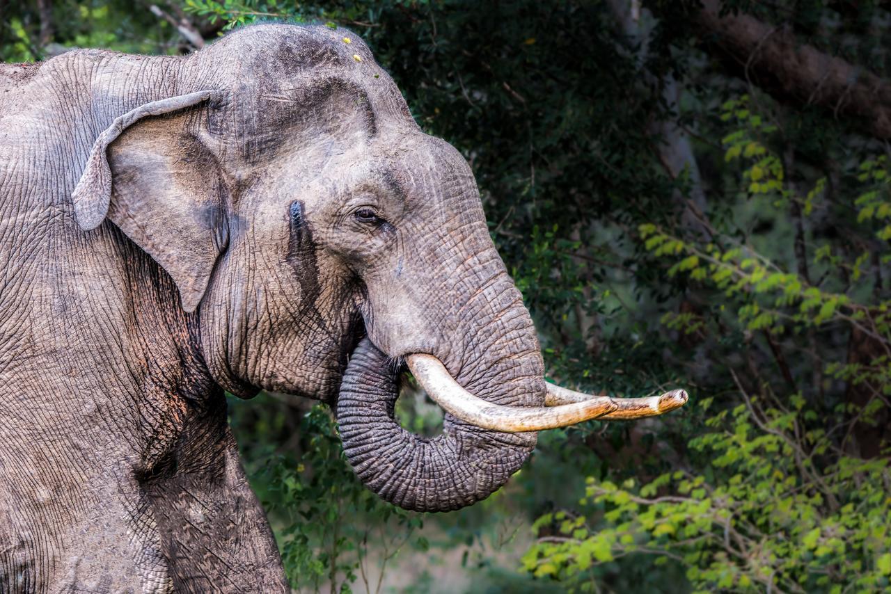 Big Game Udawalawe - By Eco Team Hotel Екстериор снимка